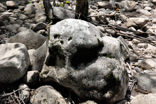 seal lion rock